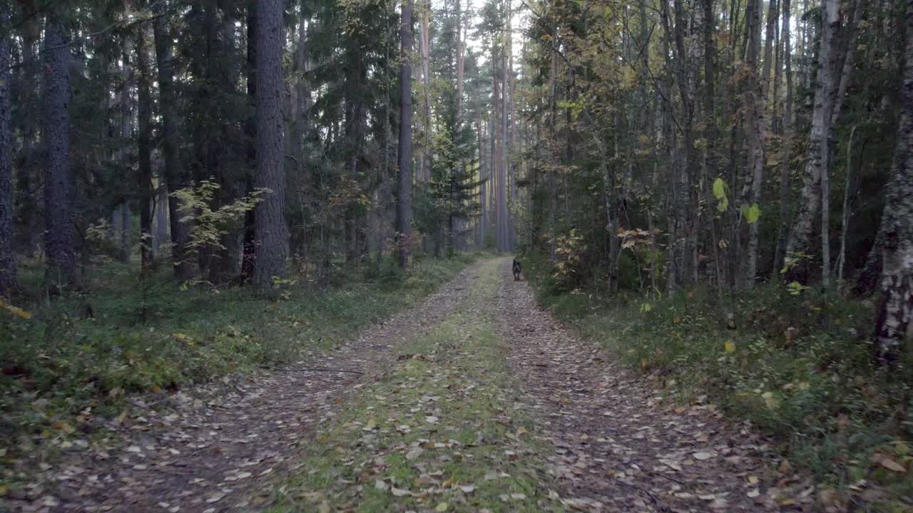 Drone is following dog on forest road, dog is walking by him self with out owner. He might be escaping from something or looking for sometime he sniffing around