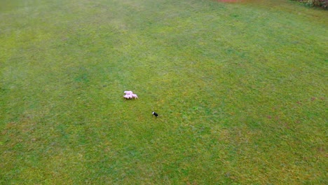 border collie ovejero pastoreando un rebaño de ovejas en una granja de ovejas en eslovenia