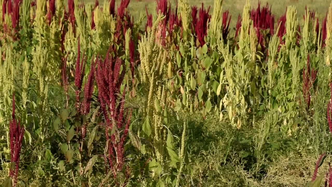 videoclip de un campo de quinua con plantas rojas en un día soleado, la quinua crece en los andes de américa del sur