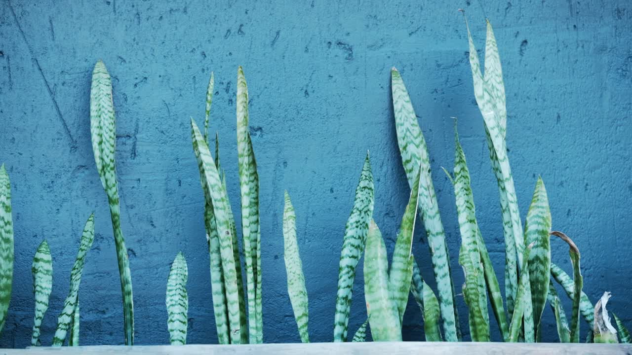 Sansevieria che cresce in una fioriera in un giardino