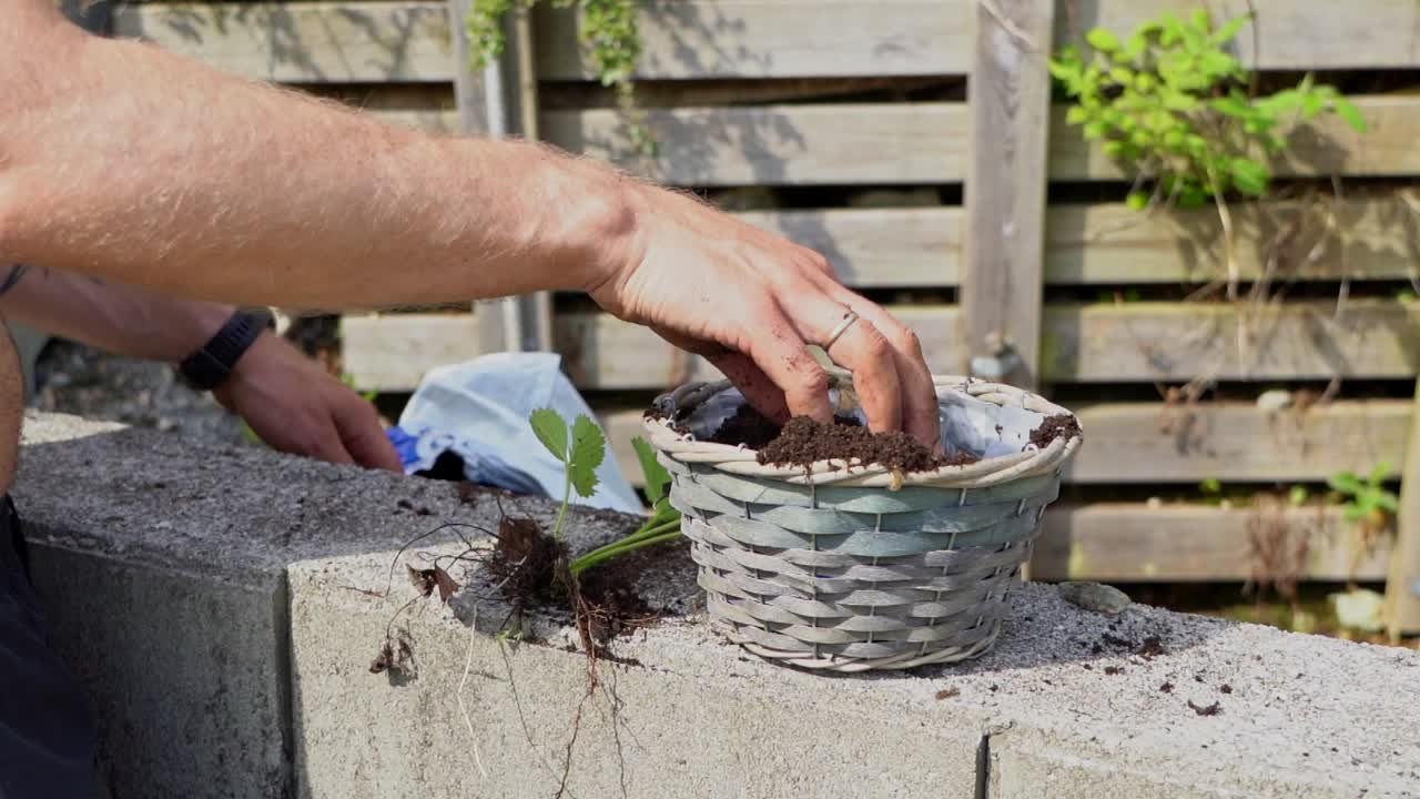 Shirtless caucasian tattooed man planting strawberry plants in a pot outdoors on a sunny day - Closeup of arms and pot - 60 fps