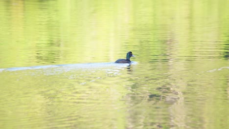 A-group-of-Papango-New-Zealand-Scaup-ducks-swimming-together-in-a-calm-lake