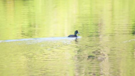 un grupo de patos papango de nueva zelanda nadando juntos en un lago tranquilo
