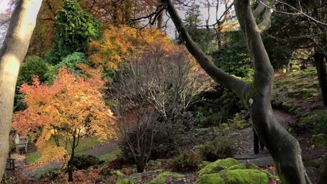 lady walks down a path through autumn colours