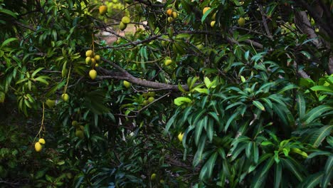 mango tree growing fresh mangoes in vietnam