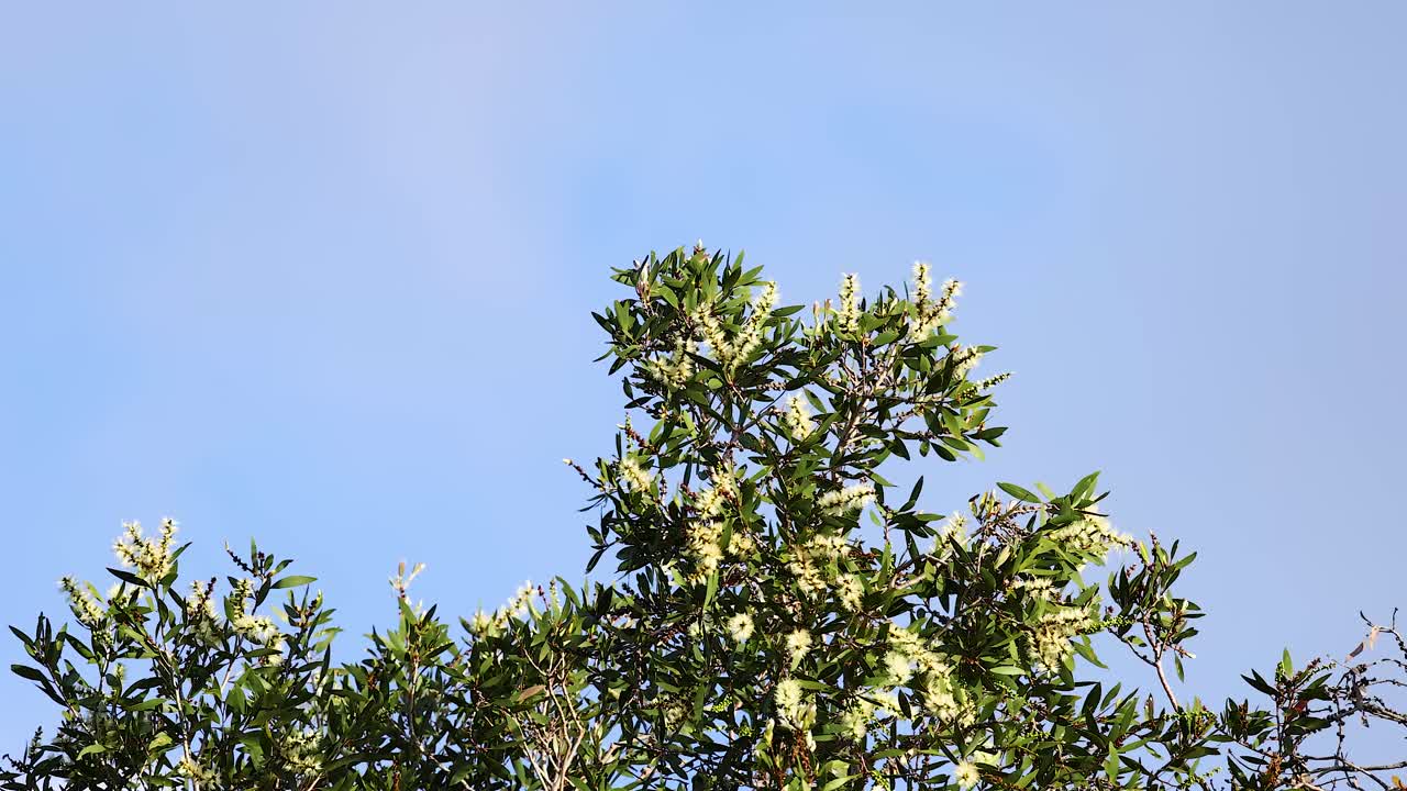 White flowers on a tree under blue sky