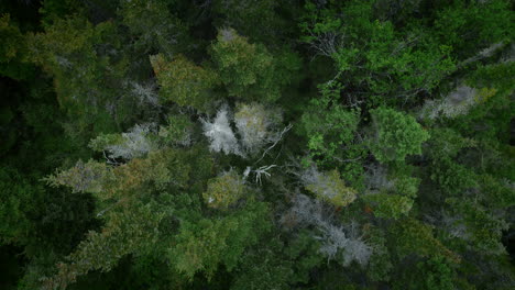 Top-down-aerial-view-of-spruce-trees-forest-with-bright-green-foliage