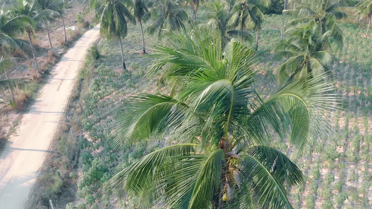 palmera en el fondo de un bosque tropical vista desde arriba