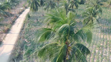 palm tree on background of tropical forest view from above