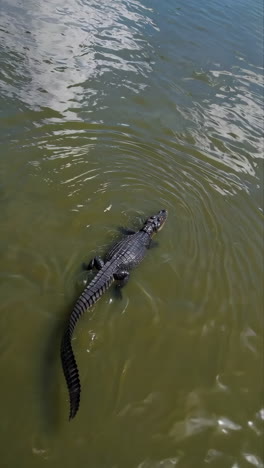 Baby Alligator Swimming in Water