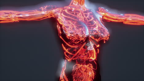 sistema circulatorio humano con anatomía del corazón y los vasos