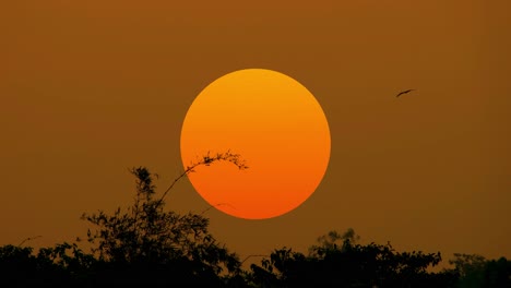 big orange sun over tropical forest