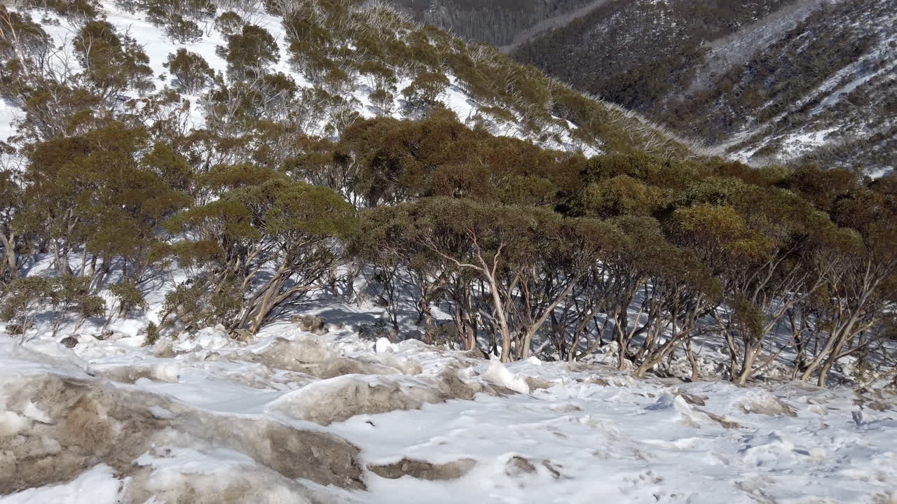 Plants living at high elevation in mountains of the Victorian Alps, slow motion