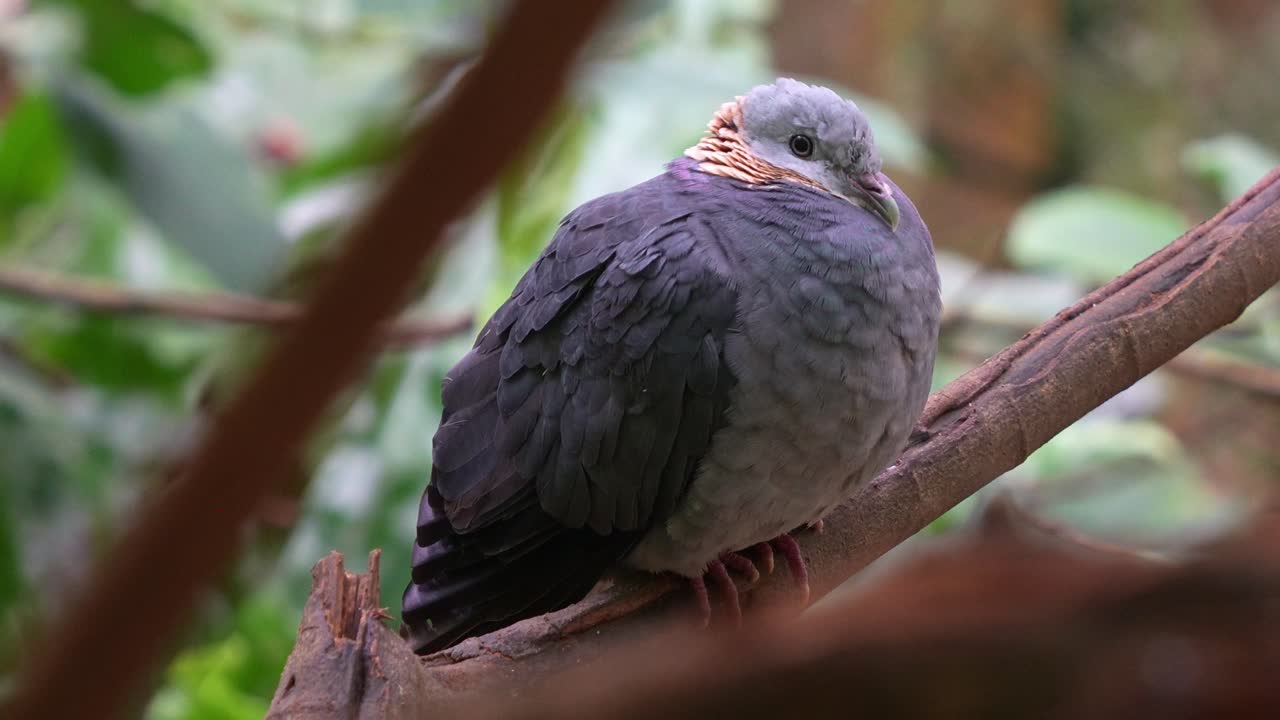 Close up shot of an ashy wood-pigeon (Columba pulchricollis), perched on tree branch, fluffs up the feathers to keep warm