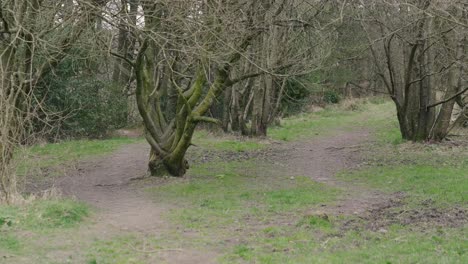 Schlammige-Wege-Im-Englischen-Ackerland,-Die-In-Ein-Waldgebiet-Führen