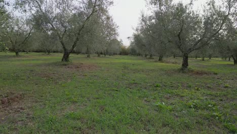 el avión no tripulado vuela entre los olivos