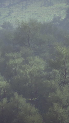 misty forest landscape