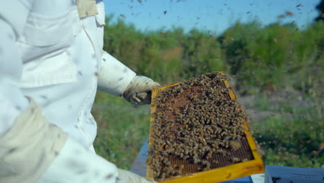 Abejas-Pululando-Alrededor-Del-Apicultor-Sosteniendo-Un-Marco-De-Peine-De-Miel,-Apicultura