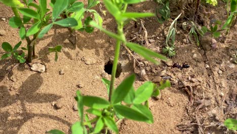 camera slowly moving over the entrance to the anthill under a green leaves plants