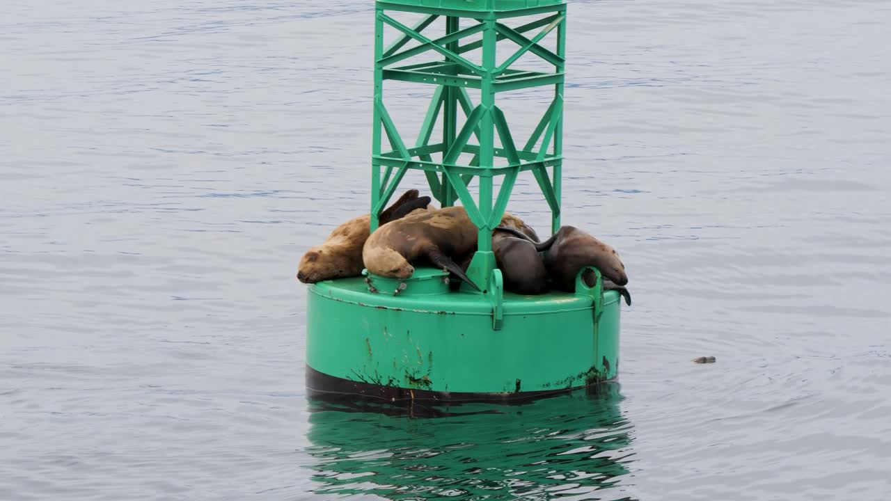 Steller Sea Lions resting on a navigational buoy, Sitka, Alaska.