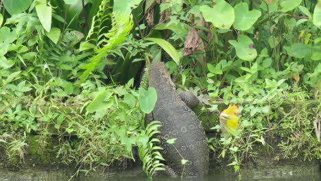 Monitor Lizard Emerging From Water, Climbing Up Through Thick Vegetation On Riverbank. closeuip shot