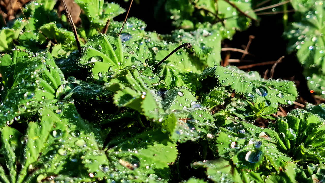 Lady's mantle plant wildflowers morning haze water droplets nature up-close