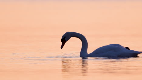 swan in silhouette with water dripping from beak during golden sunrise over calm sea