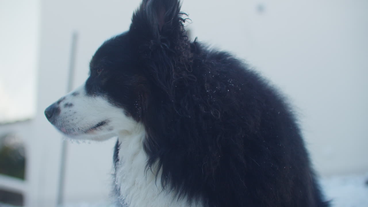 2월의 화창한 겨울날 정원에 앉아 있는 귀여운 흑백 강아지의 낮은 각도 클로즈업 샷