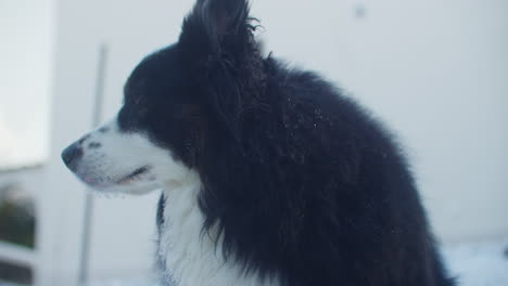 low angle close up shot of a cute black and white dog sitting in the garden on a sunny winter day in february