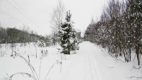 Bosque-Cubierto-De-Nieve