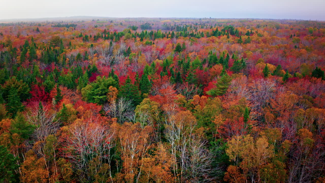Autumn forest colors. Aerial drone shot over the picturesque landscape of Nova Scotia, Canada.
Bird's eye view of the colorful foliage. Vibrant tree leaves. Fall landscape.