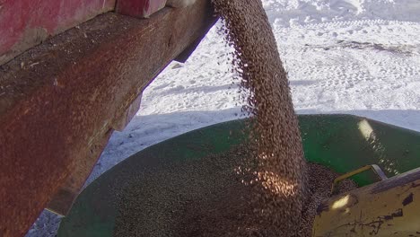 Side-view-of-wheat-feeding-from-a-grain-truck-into-an-auger