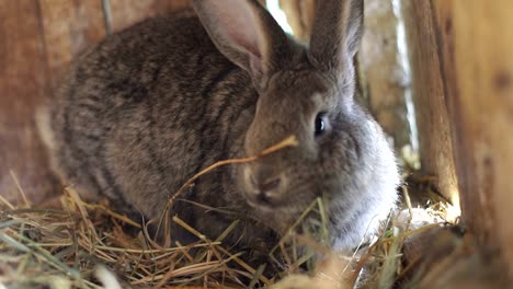 A grey rabbit in a wooden hutch
