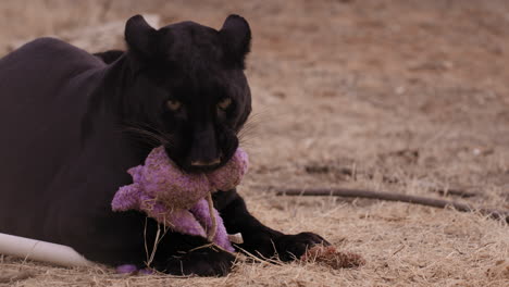 leopardo negro masticando juguete en el recinto de un santuario natural