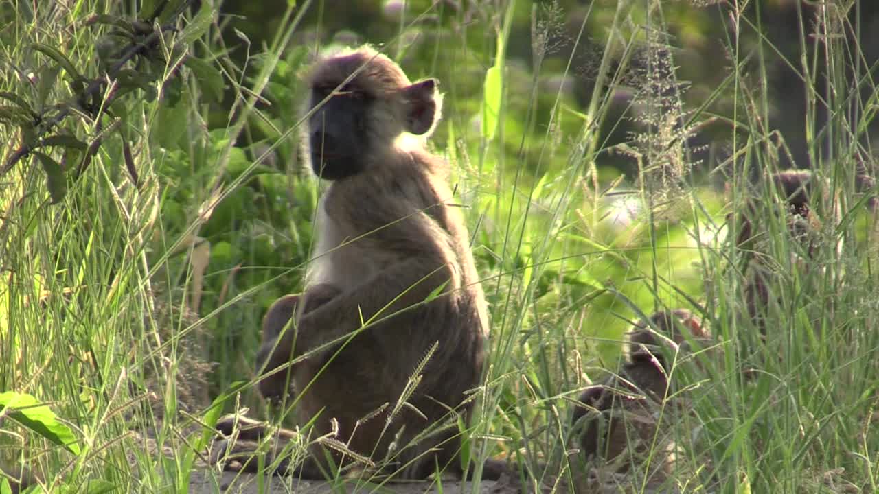 tres juguetones babuinos de oliva juveniles en hierba verde alta, uno rascando el cuerpo y levantando la pata trasera, el babuino adulto llega persiguiéndolos