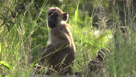 three-playful-juvenile-olive-baboons-in-high-green-grass,-one-scratching-body-and-raising-hind-leg,-adult-baboon-arrives-chasing-them-away