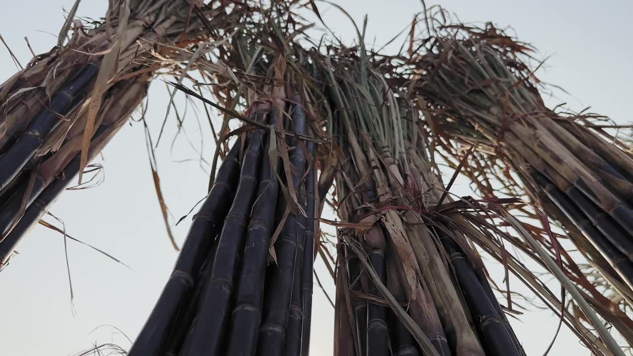 Ripresa orbitante dal basso di fasci di steli di canna da zucchero con foglie secche, la luce solare che crea bagliori naturali della lente contro il cielo, mettendo in evidenza le texture del raccolto e l'agricoltura rurale.