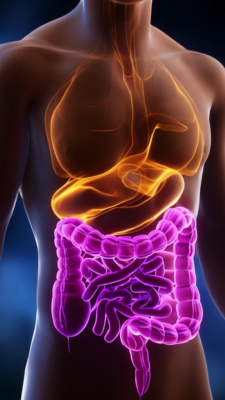 Illustrazione del sistema digerente umano che evidenzia esofago, stomaco e intestino con dettagli anatomici colorati per scopi didattici