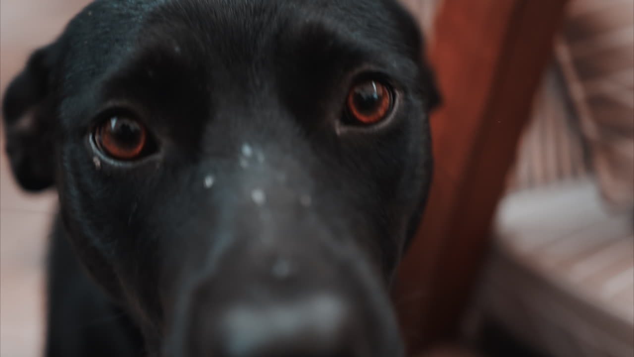 Close up of a black dog's expressive eyes and face