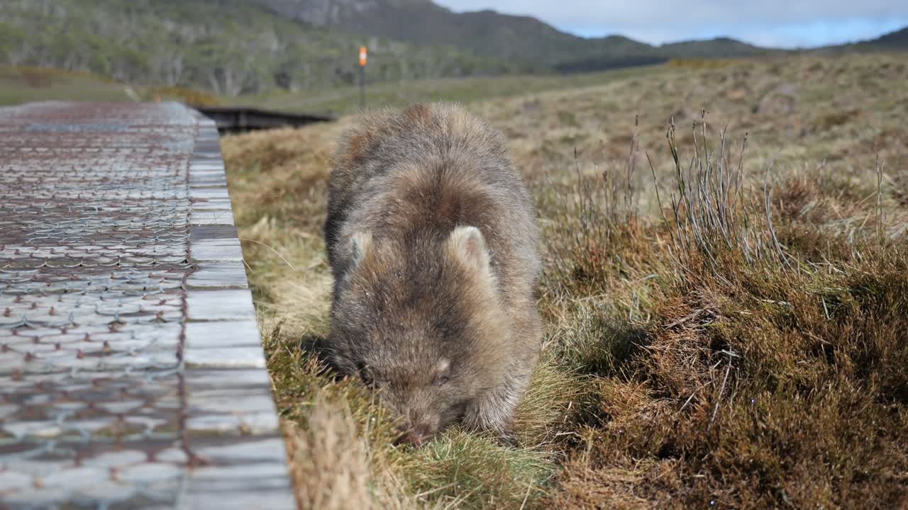 una foto fantástica de un wombat de tasmania comiendo arbustos y arbustos nativos junto a un sendero de madera