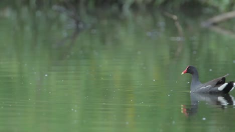 Gallinule-Común-Nadando-Y-Alimentándose-De-Aguas-Tranquilas