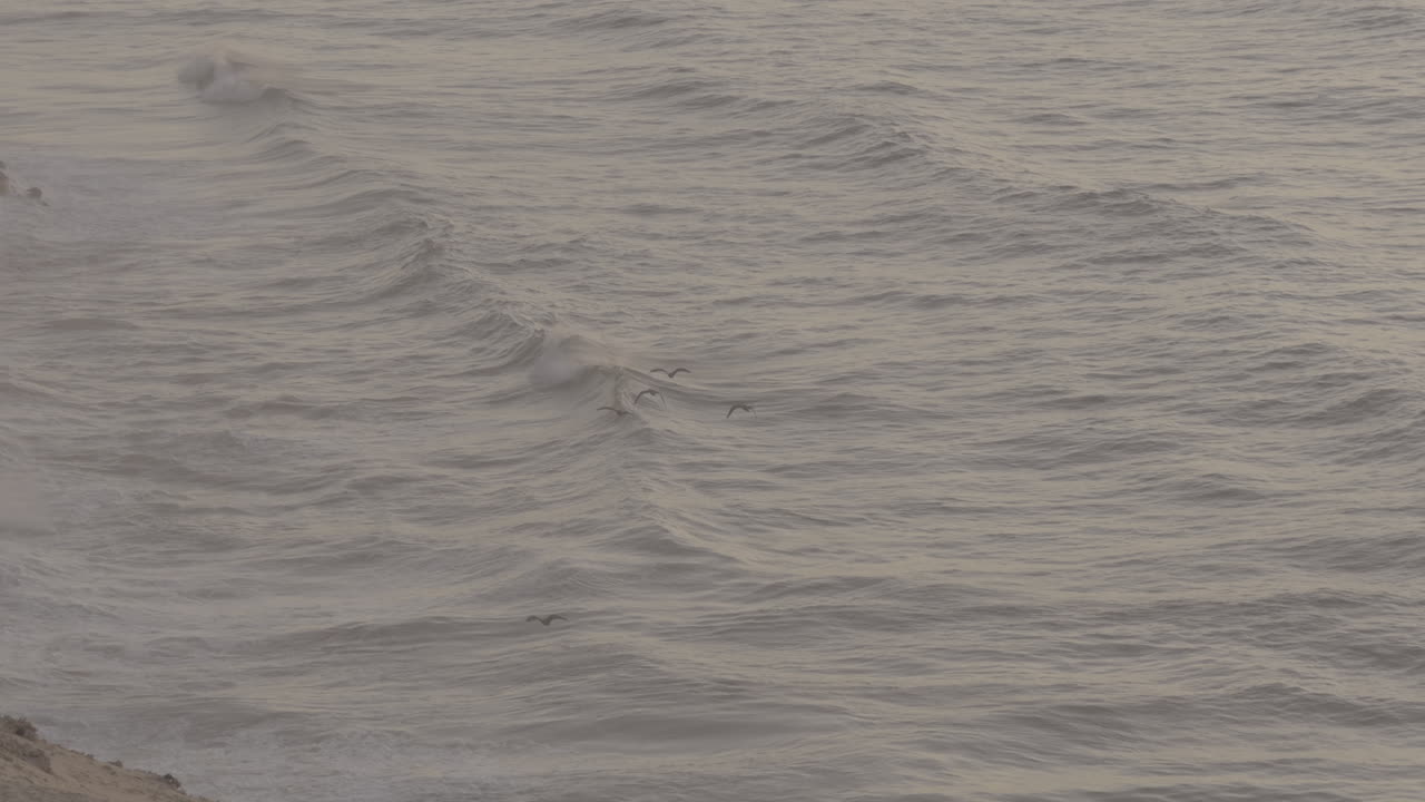 Coastal Waves and Birds