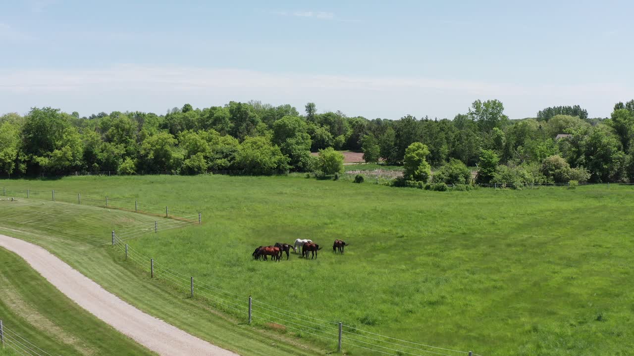 una amplia toma de un rebaño de caballos pastando en un campo de hierba en las tierras de cultivo rurales de minnesota