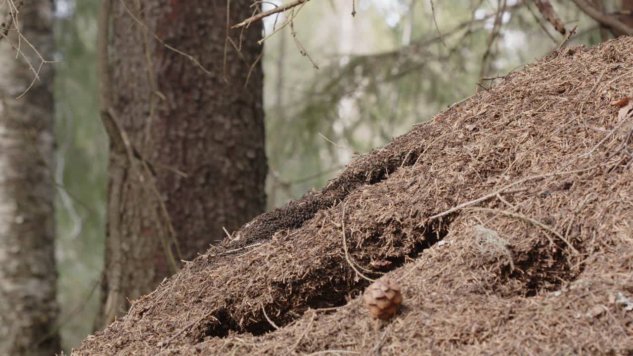 Red wood ant nest, Formica rufa, in a forest, Sweden, wide shot zoom out