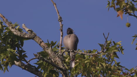 Pájaro-Gris-Y-Desaliñado-En-Una-Rama