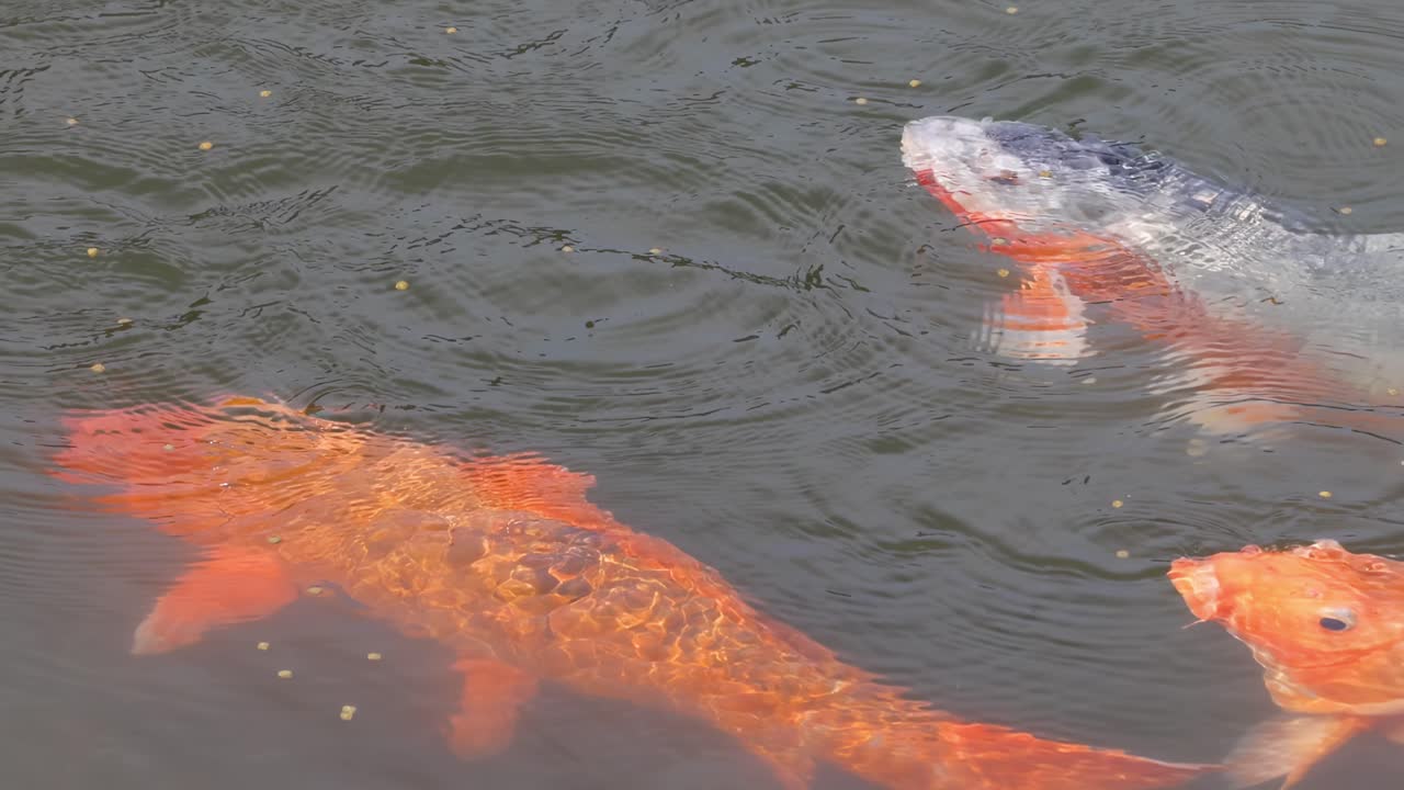 은 물속 에서 움직이는 다채로운 코이 물고기