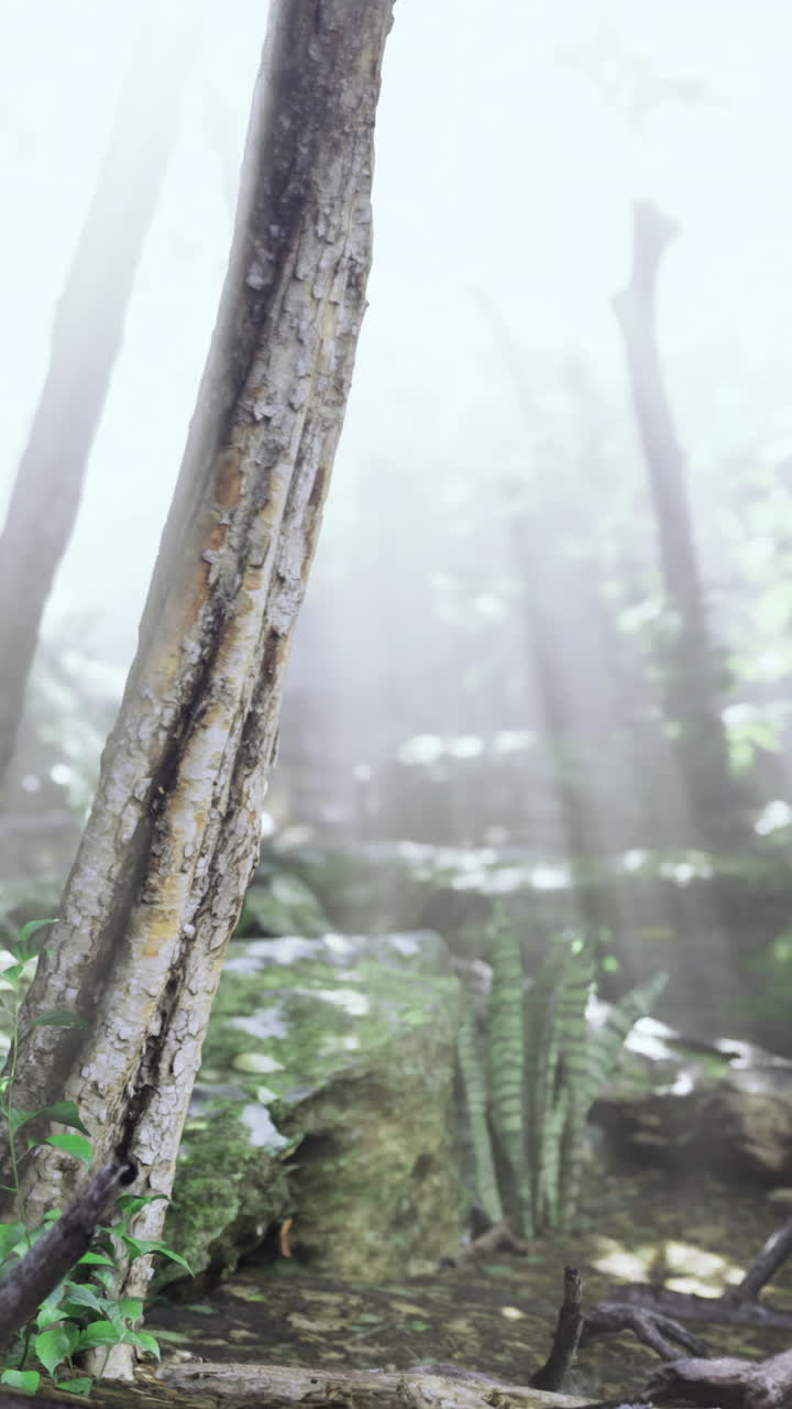 Sunlight filters through trees in a lush forest in the early morning