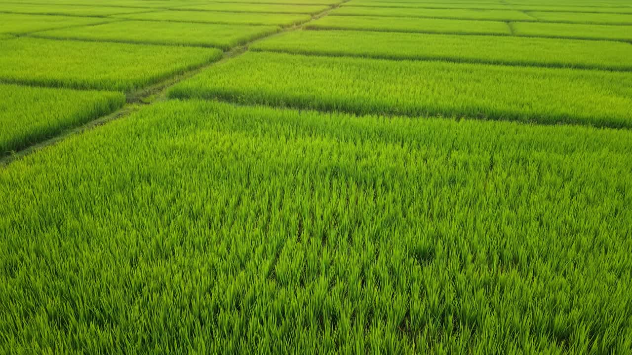 Campos de arroz verdejantes e densos, dispostos em padrões organizados e em camadas, destacando o crescimento saudável das colheitas, as terras aráveis férteis e o cenário rural calmo, perfeito para visuais de agricultura, natureza e sustentabilidade