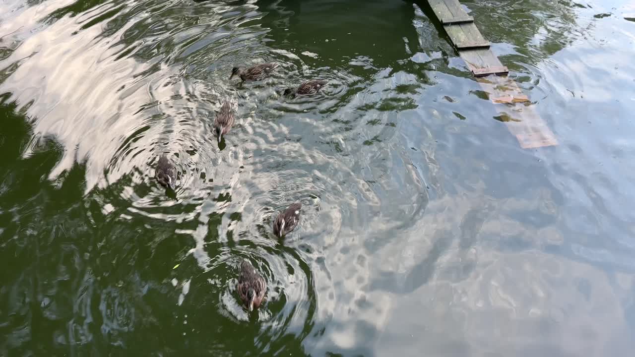 I'm feeding ducklings in the park