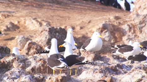 small flock of kelp gulls keeping a watchful eye on other nesting birds to attempt robbing the nests